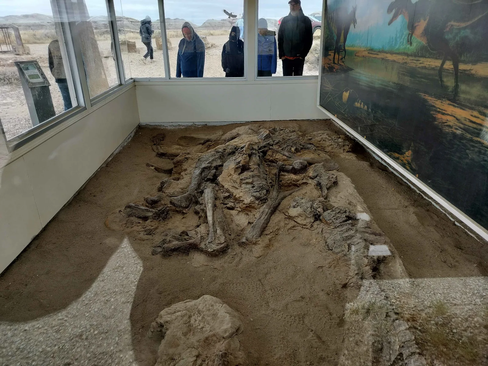 Dinosaur bones left in place in the ground inside a glass-walled shelter at Dinosaur Provincial Park, with visitors looking in.