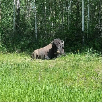 A bison minding its own business (look how big its head is!).