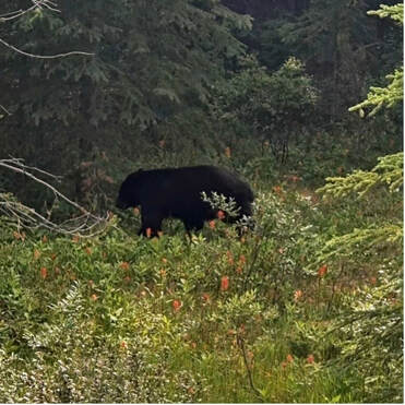 A black bear minding its own business.