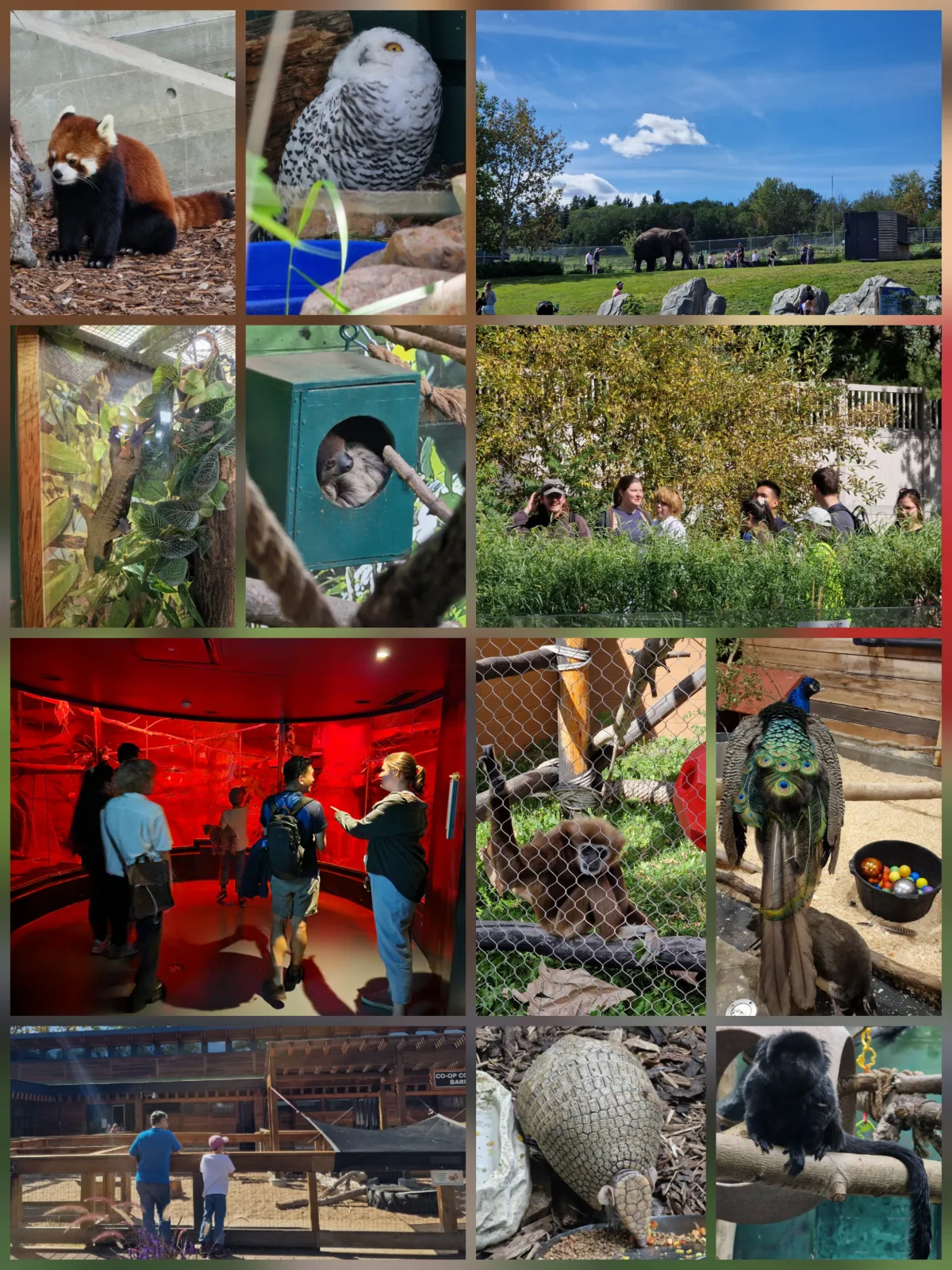 A collage of animals and COSSEE members from the lab meeting at the Edmonton Valley Zoo, including a red panda, a snowy owl, an elephant, a peacock and an armadillo.